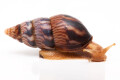 Limicolaria numidica Cameroon dark stripes adult, 55mm